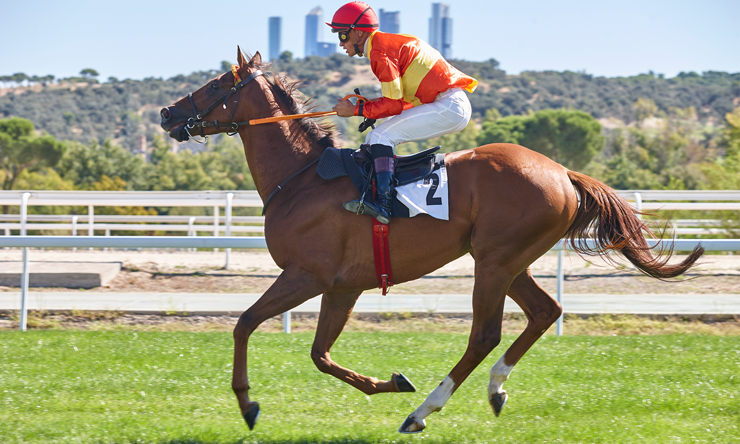 The Science of Cold Laser Therapy in Equine Care