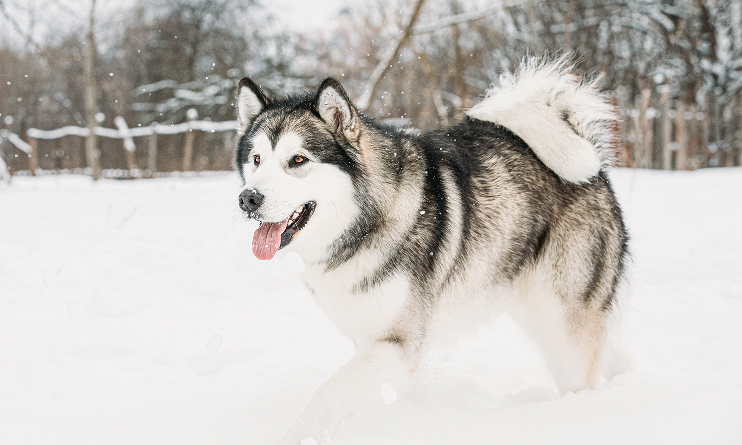 Cold Laser Therapy for Dogs
