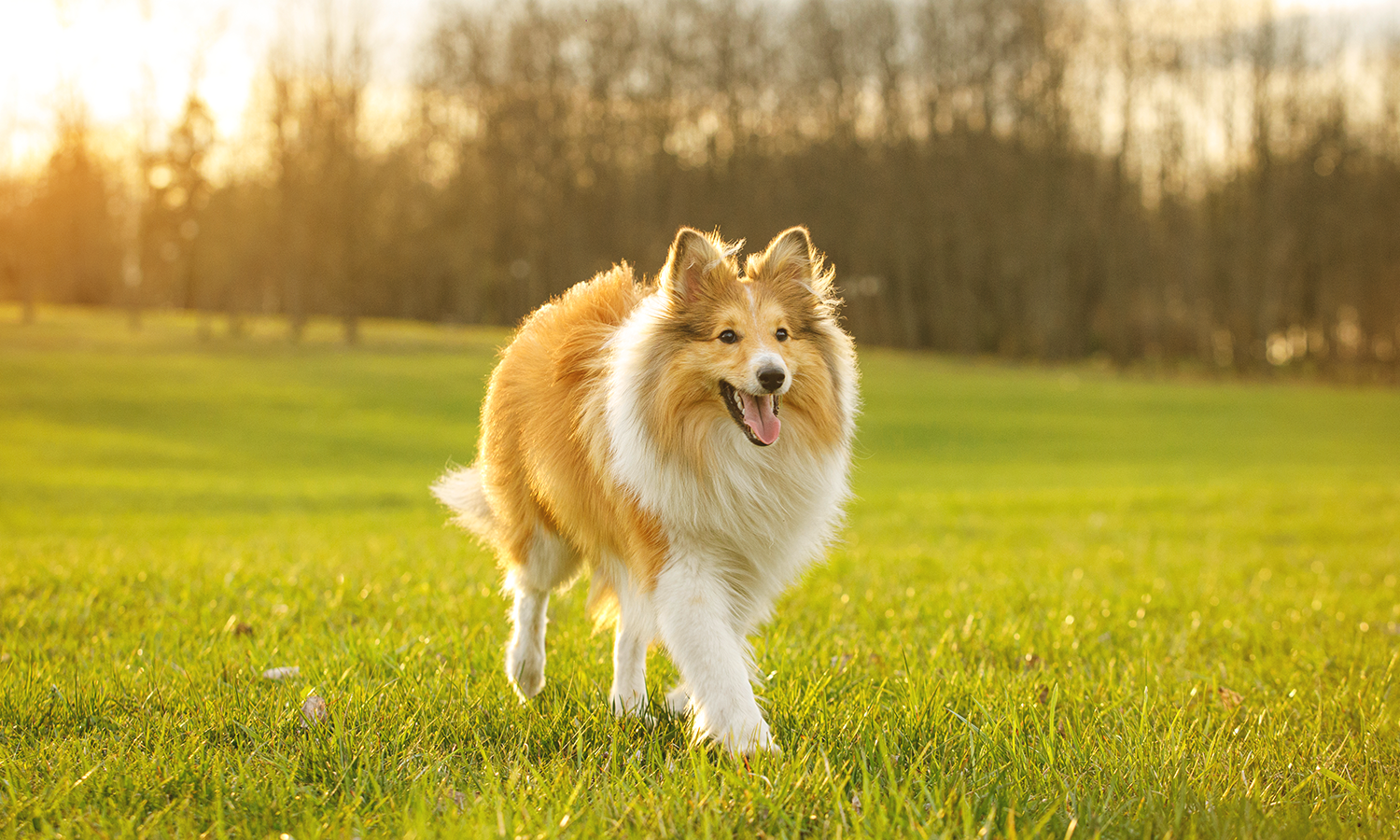 Senior dog resting peacefully, showing signs of aging and joint stiffness