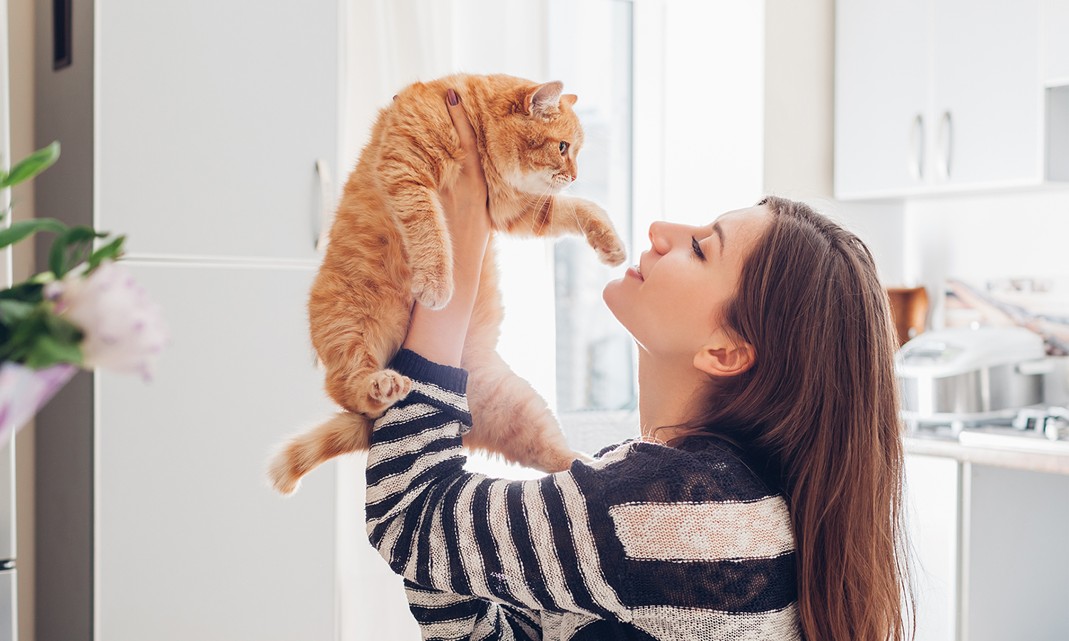 How Cold Laser Therapy Can Improve Your Cat's Quality of Life