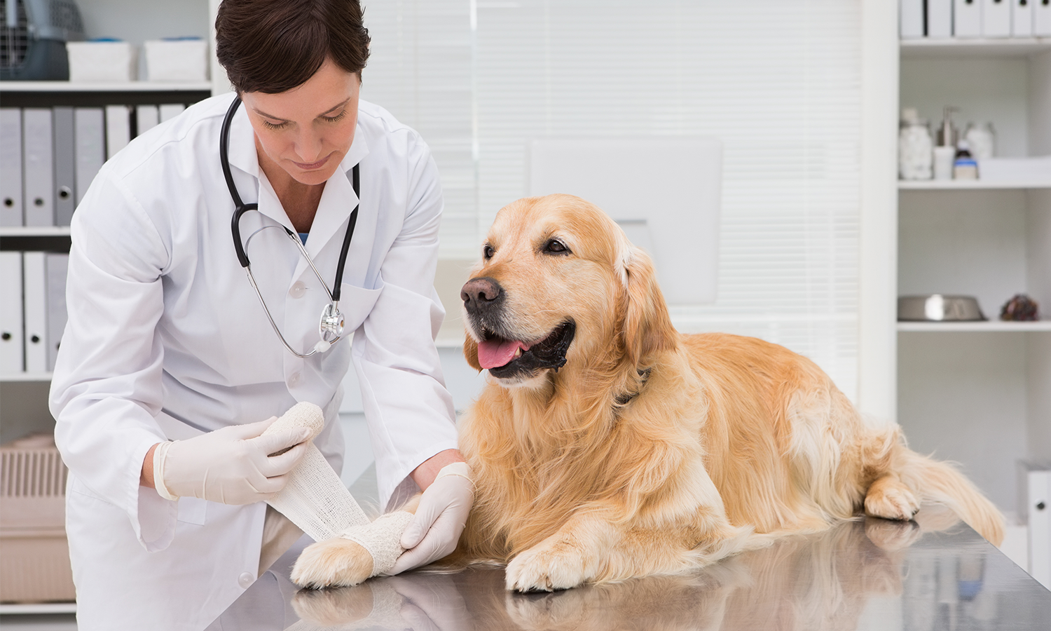 How Cold Laser Therapy Supports Dogs' Post-Surgical Healing