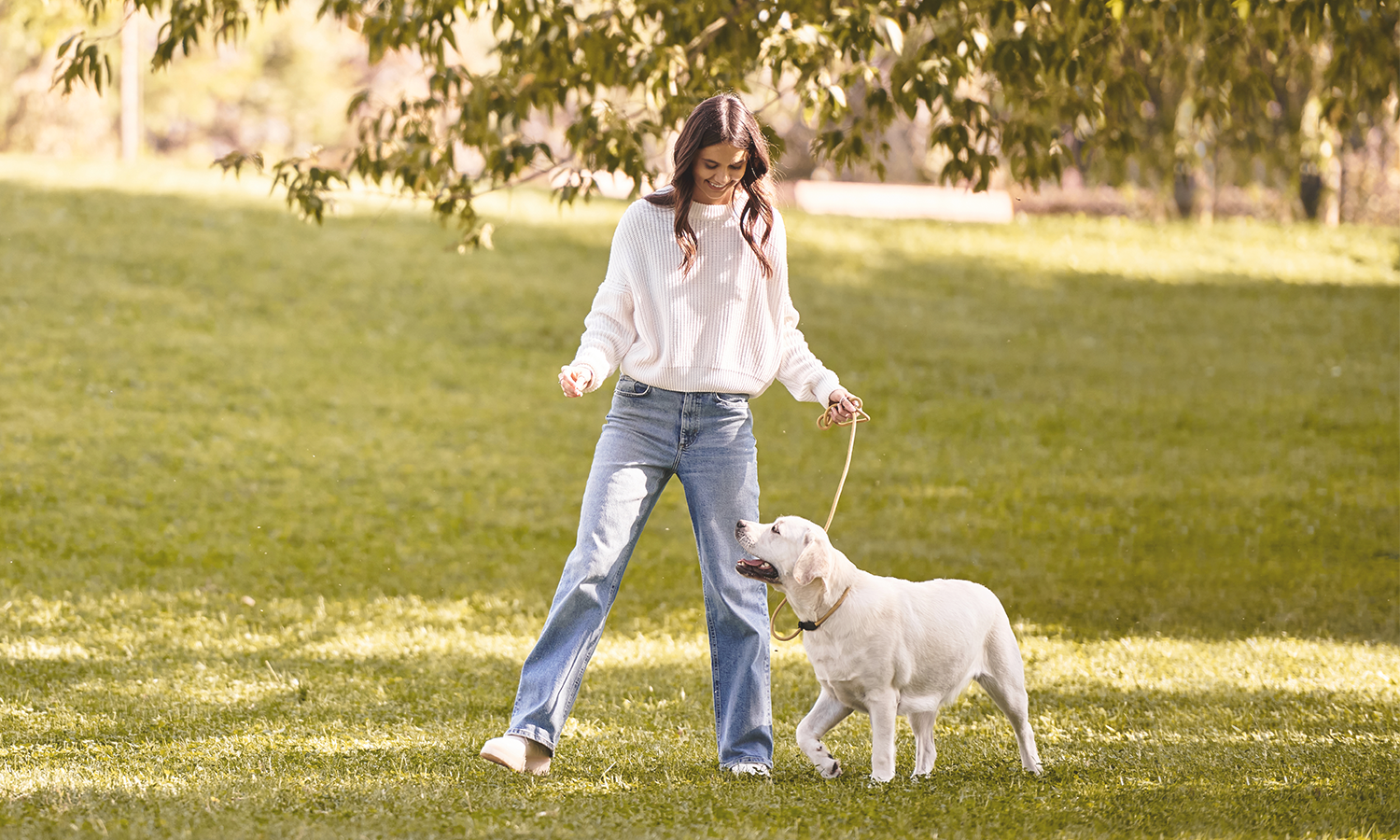 Cold Laser Therapy for Post-Surgical Recovery in Pets