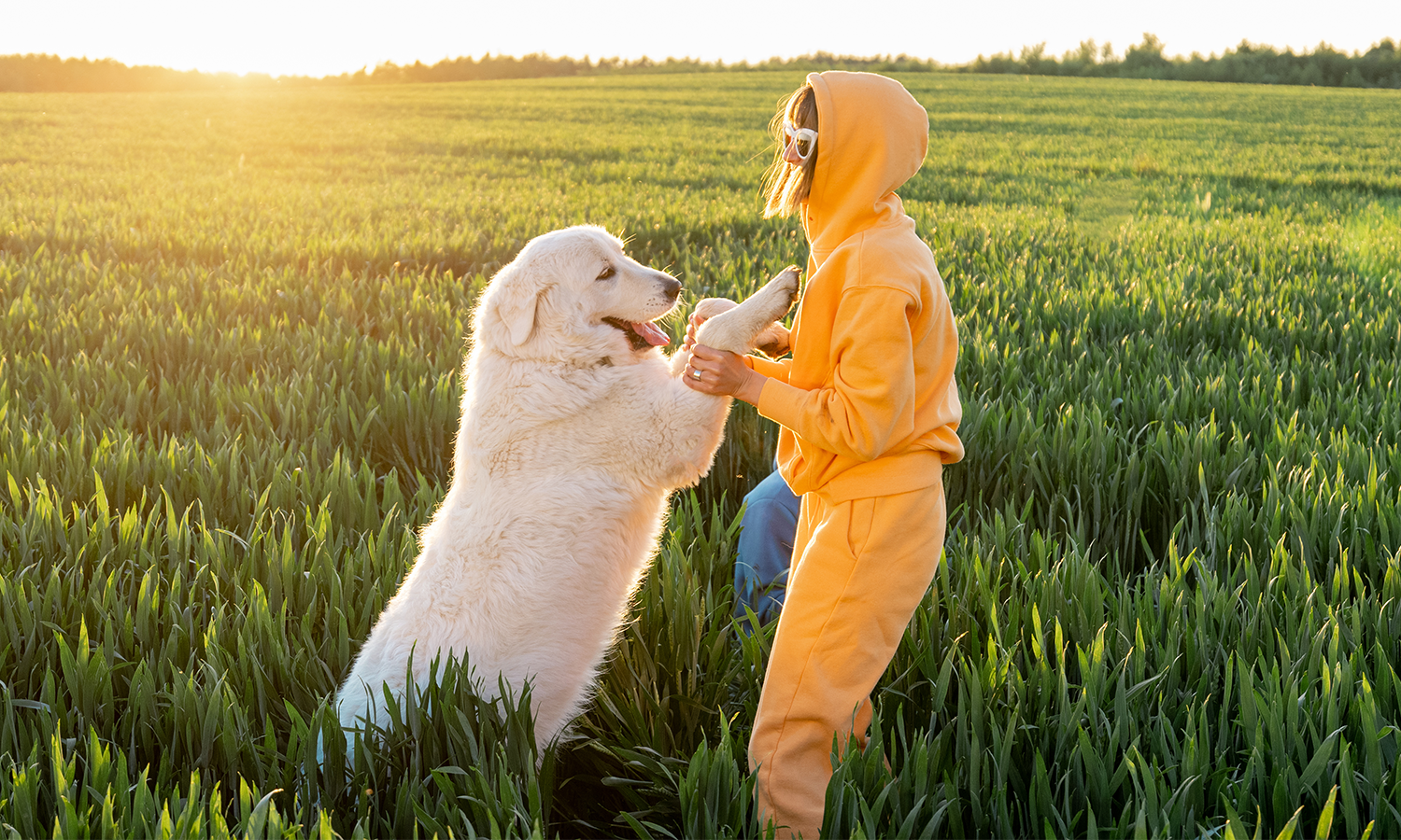 Can Cold Laser Therapy Help Senior Dogs Stay Mobile in 2026?