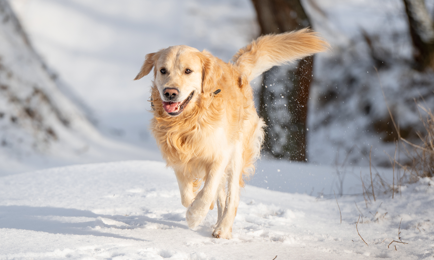 Can Cold Laser Therapy Prevent Joint Disease in Dogs?