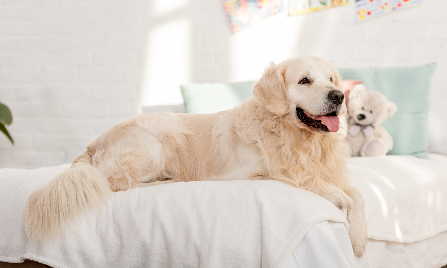 Why Joint Pain in Dogs Gets Worse with Age — And What You Can Do