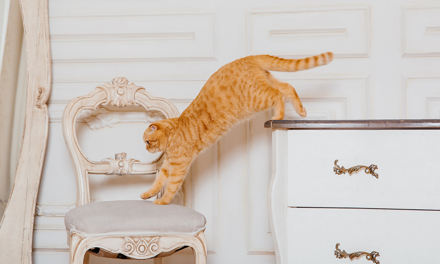 When Your Cat Hesitates to Jump: Joint Pain Signs and Cold Laser Therapy Solutions