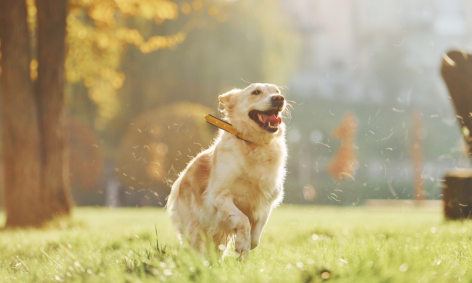 Cold Laser Therapy for Dogs with ACL Injuries: Can It Speed Up Recovery?