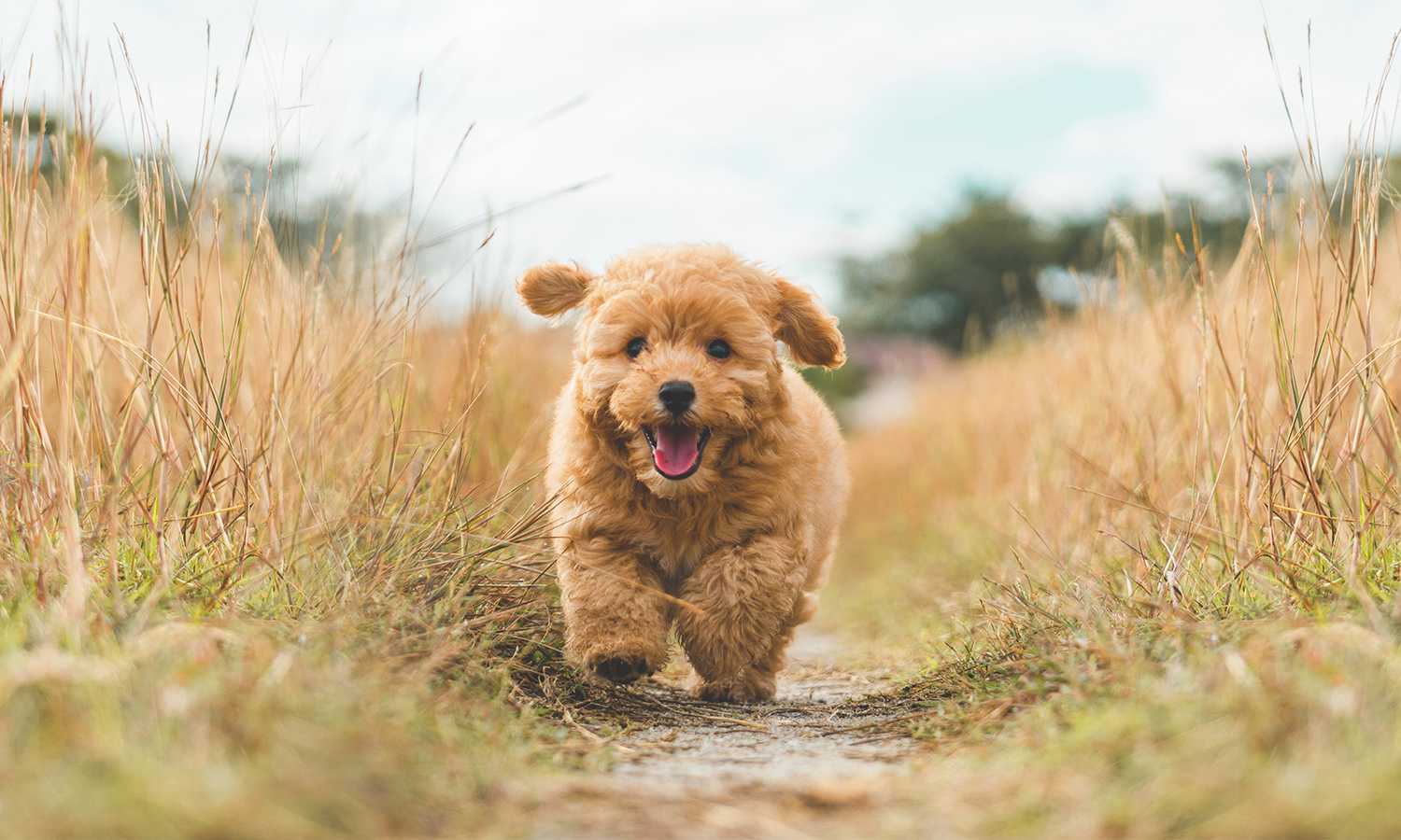 Early Signs of Hip Dysplasia in Puppies and How Cold Laser Therapy Can Help