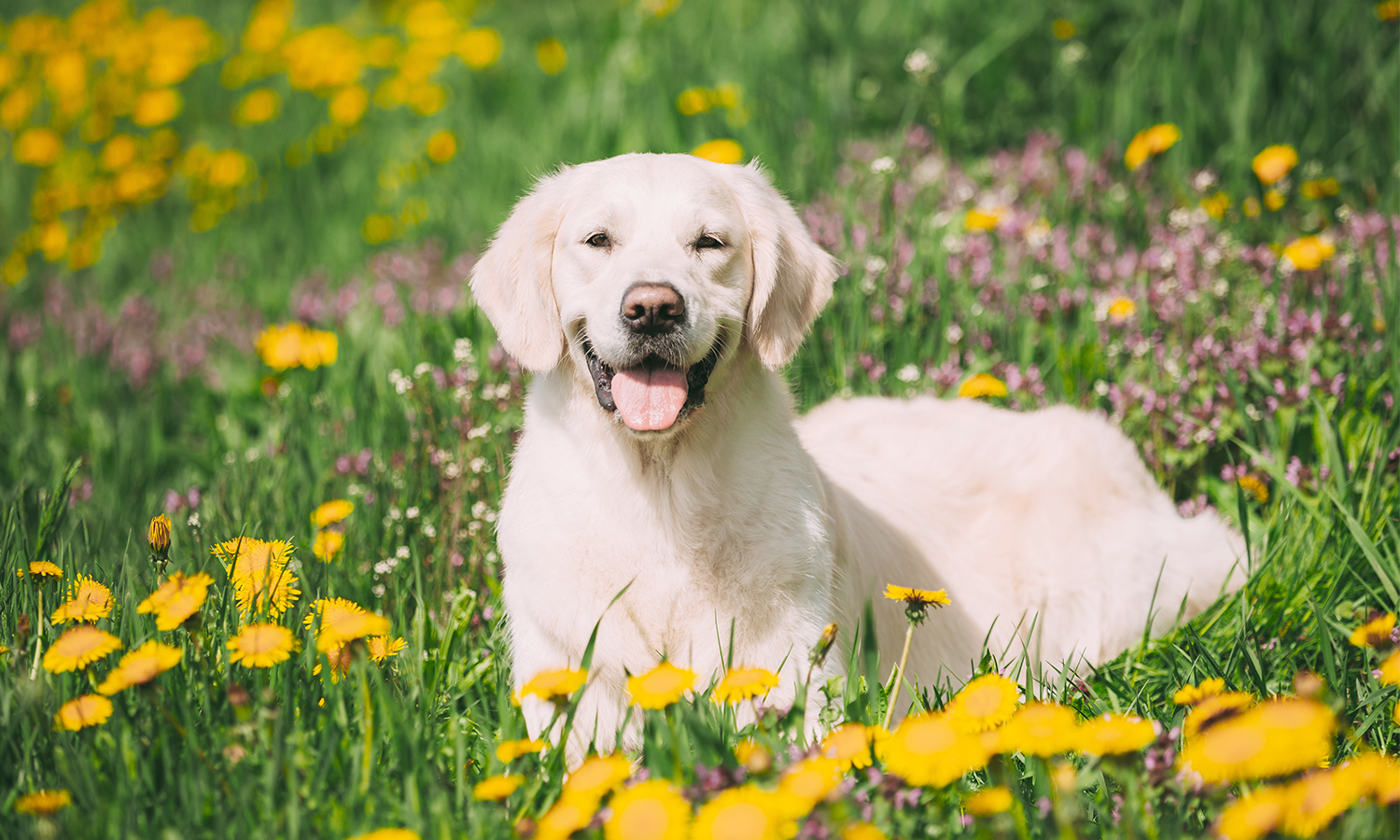 Cold Laser Therapy for Obese Pets: Protect Joints and Reduce Arthritis Risk