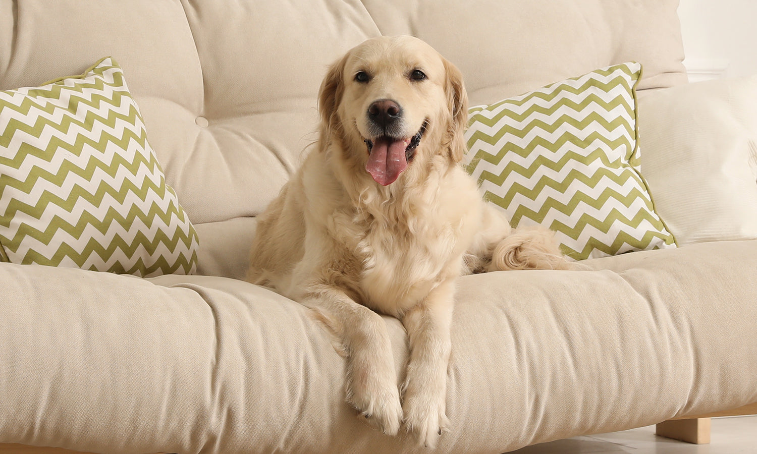 Cold Laser Therapy for Overweight Dogs With Mobility Problems and Joint Stress