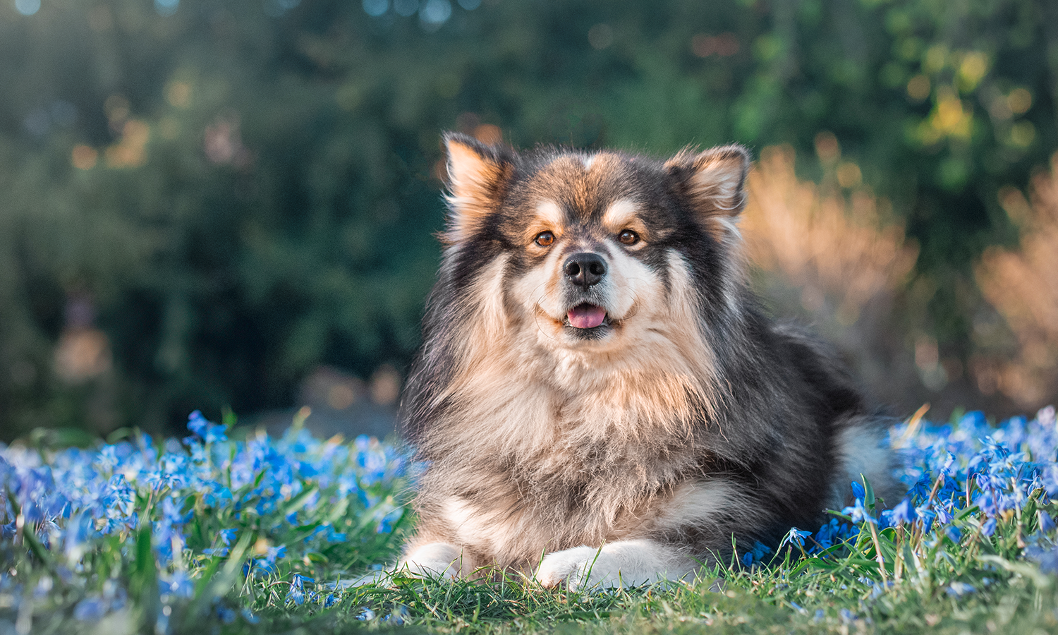 'My Dog Won't Jump on the Bed Anymore' – Is It 'Old Age' or Arthritis, and How Home Laser Can Help
