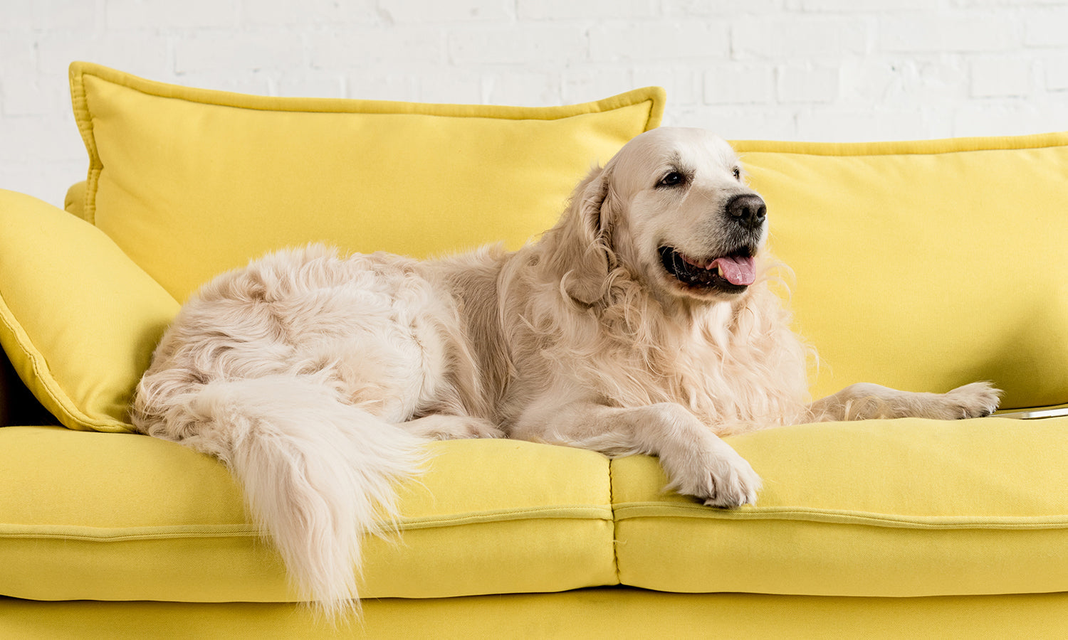 Can Cold Laser Therapy Replace Pain Medication for Dogs After Cruciate Surgery?