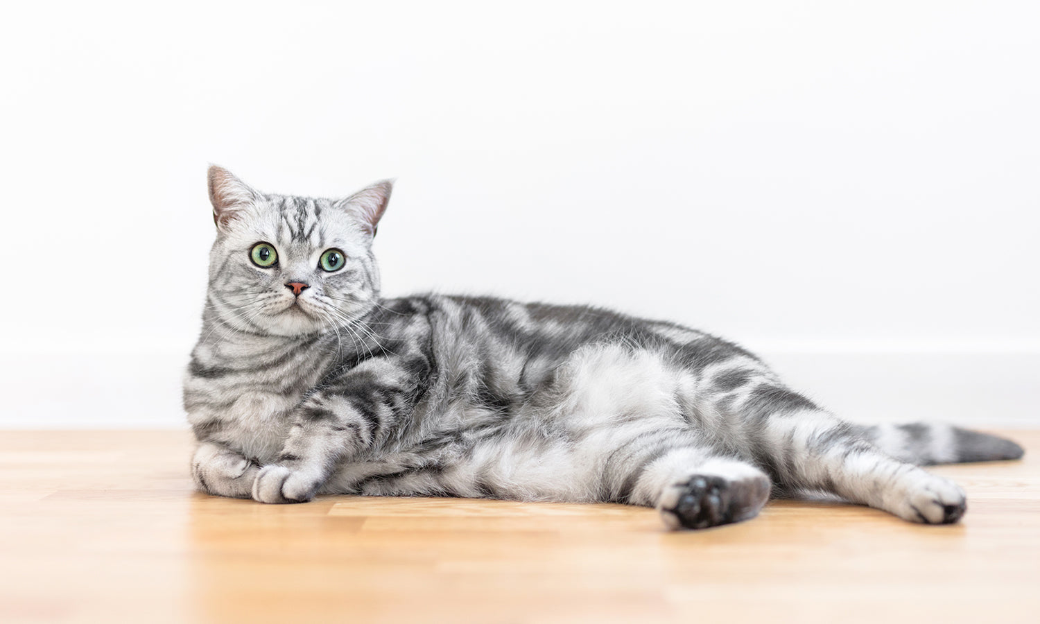 Pain Relief for Cats with Bad Kidneys – Why NSAIDs Are Risky and What to Try First