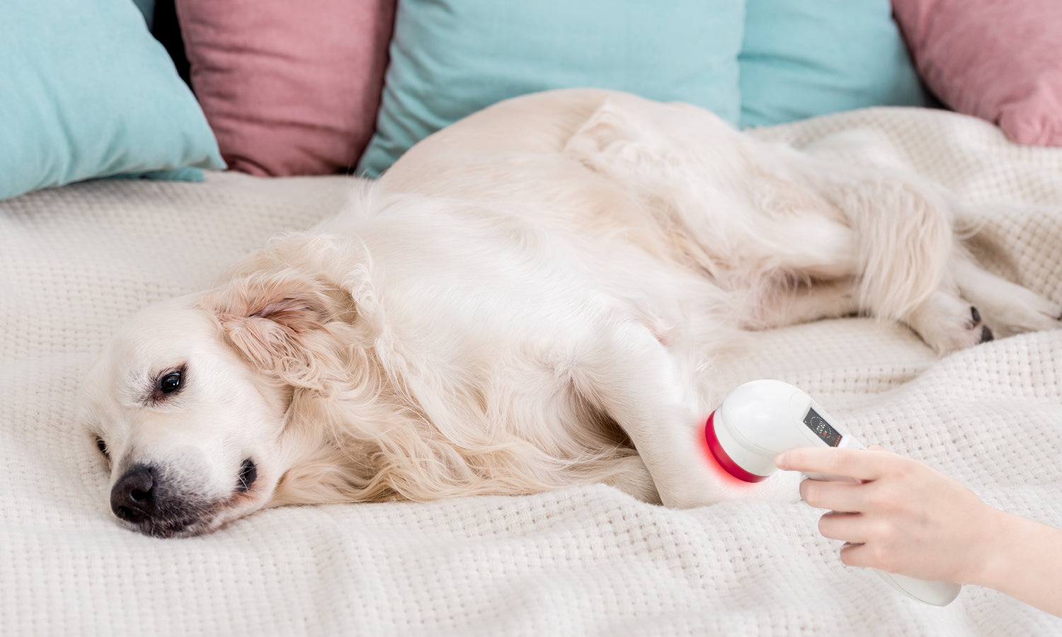 Before the Weight Loss Kicks In: Immediate Alternatives to Pet Medication for Overweight Dogs