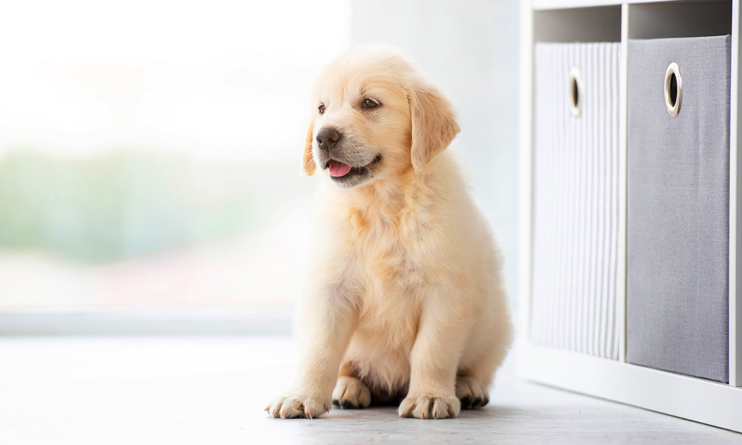 Alternatives to Daily NSAIDs for Young Dogs with Hip Dysplasia – Start Early, Stay Drug-Free