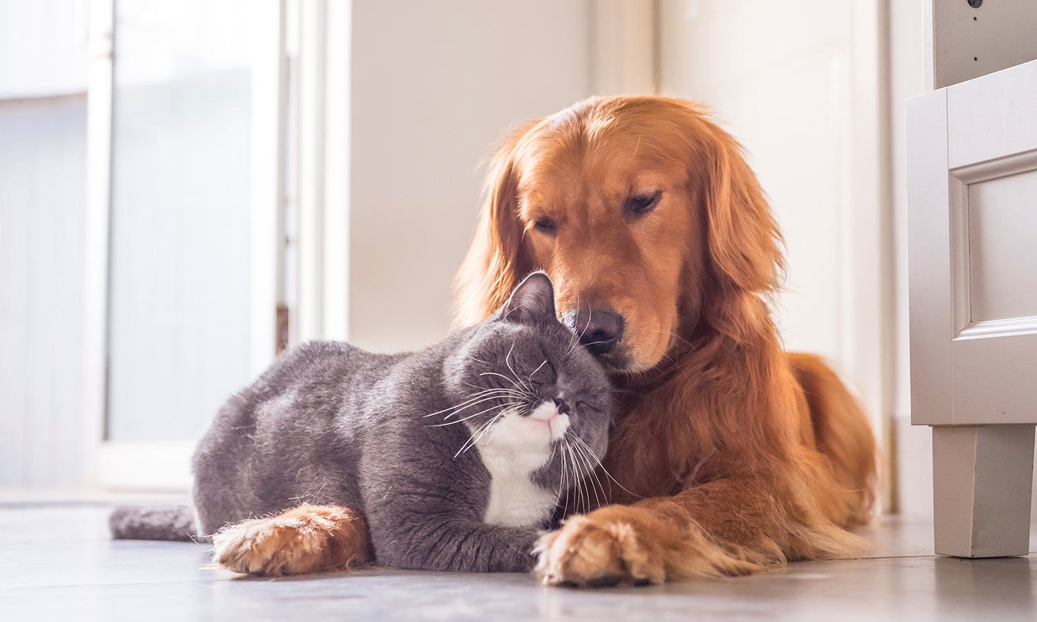 Moving to a New Home – Why Your Cat or Dog May Feel Stiff and How Laser Can Help