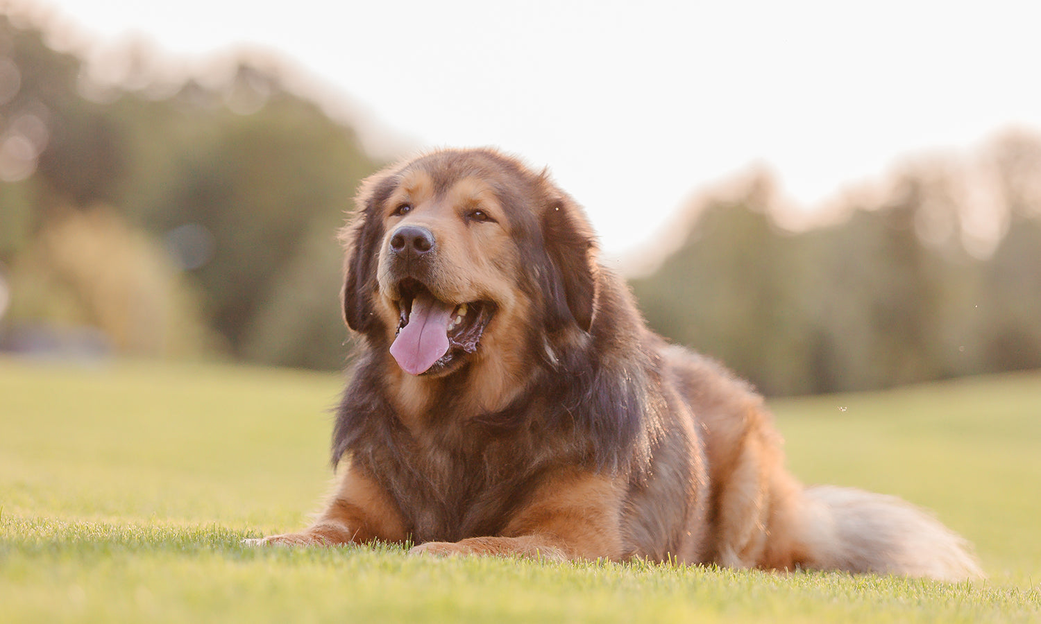 Home Laser Therapy for Aging Dogs: Supporting Joint Comfort