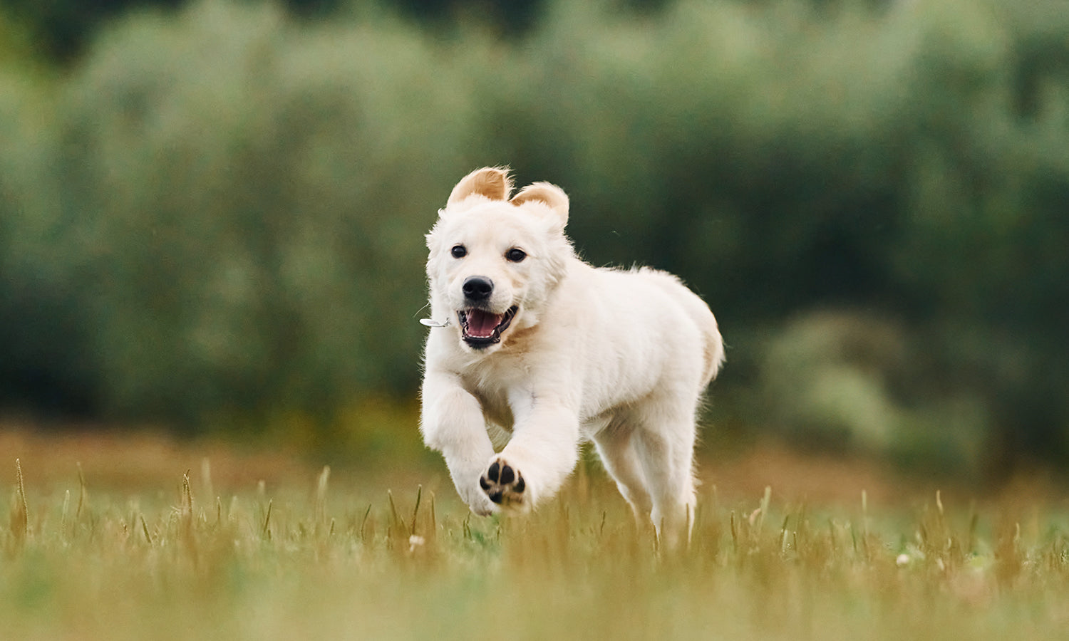 How Veterinary Clinics Use Cold Laser Therapy for Dog Joint Pain Recovery