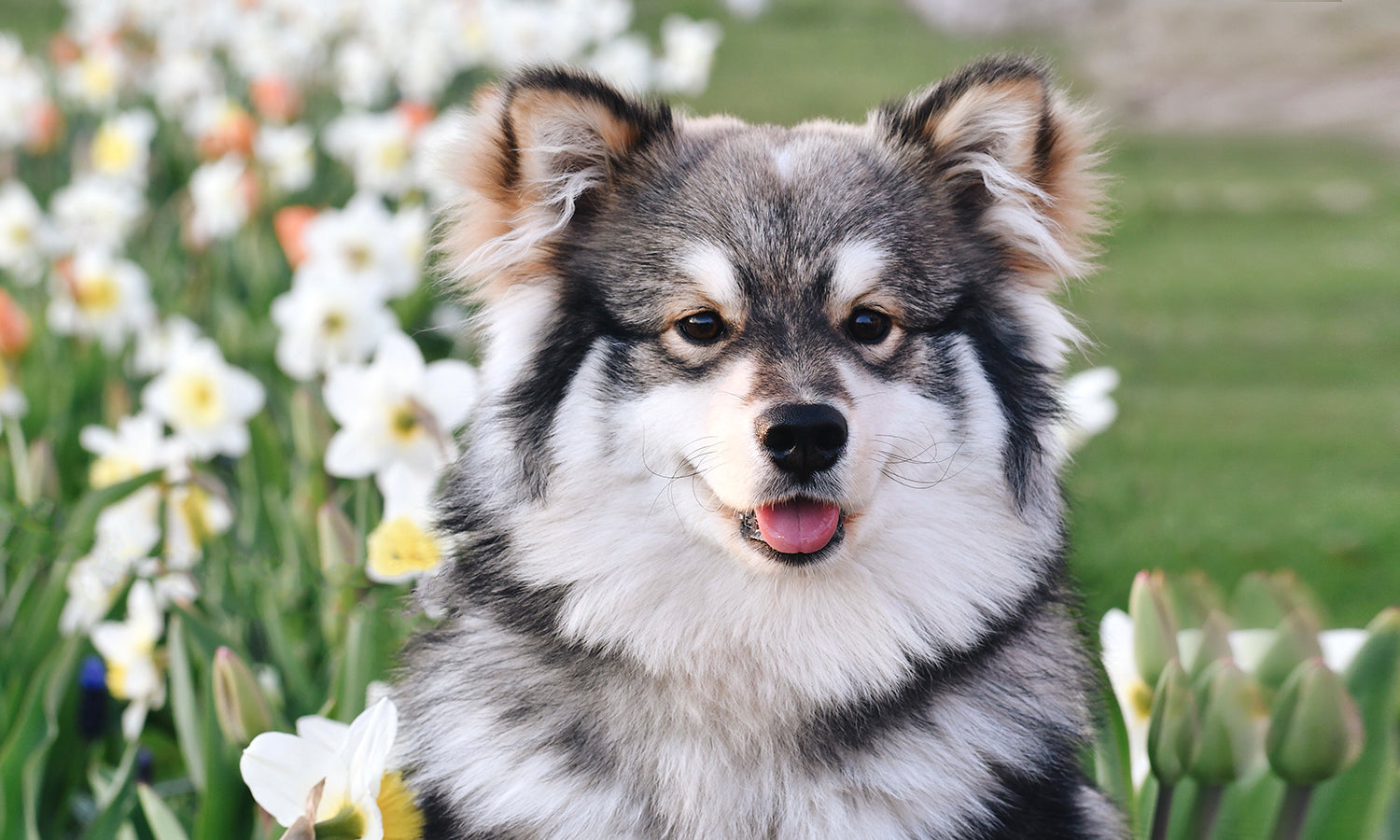 Senior Pet Pain and Mobility Support: How Cold Laser Therapy Fits Into Gentle Recovery Care