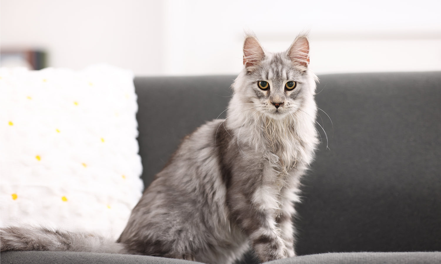 Cold Laser Therapy for Cats With Arthritis: Supporting Mobility and Comfort in Senior Cats Through Photobiomodulation