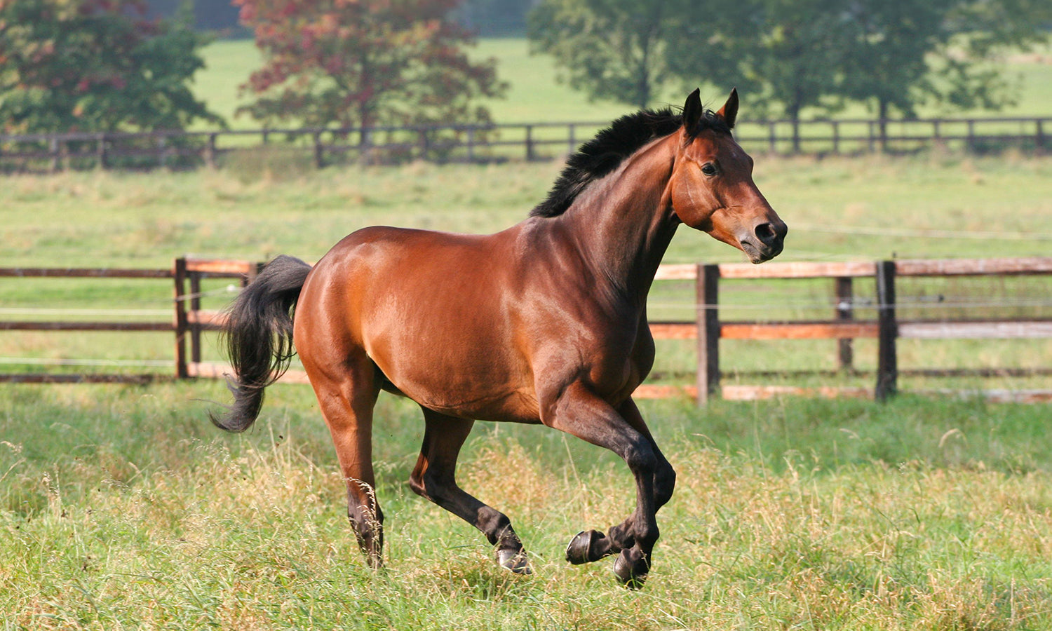 Supporting Senior Horses: How Cold Laser Therapy Helps Maintain Comfort and Mobility in Aging Horses