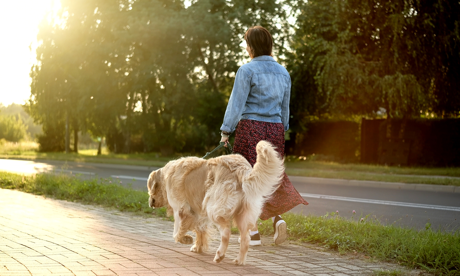 Cold Laser Therapy for Working Dogs: Supporting Joint and Muscle Recovery