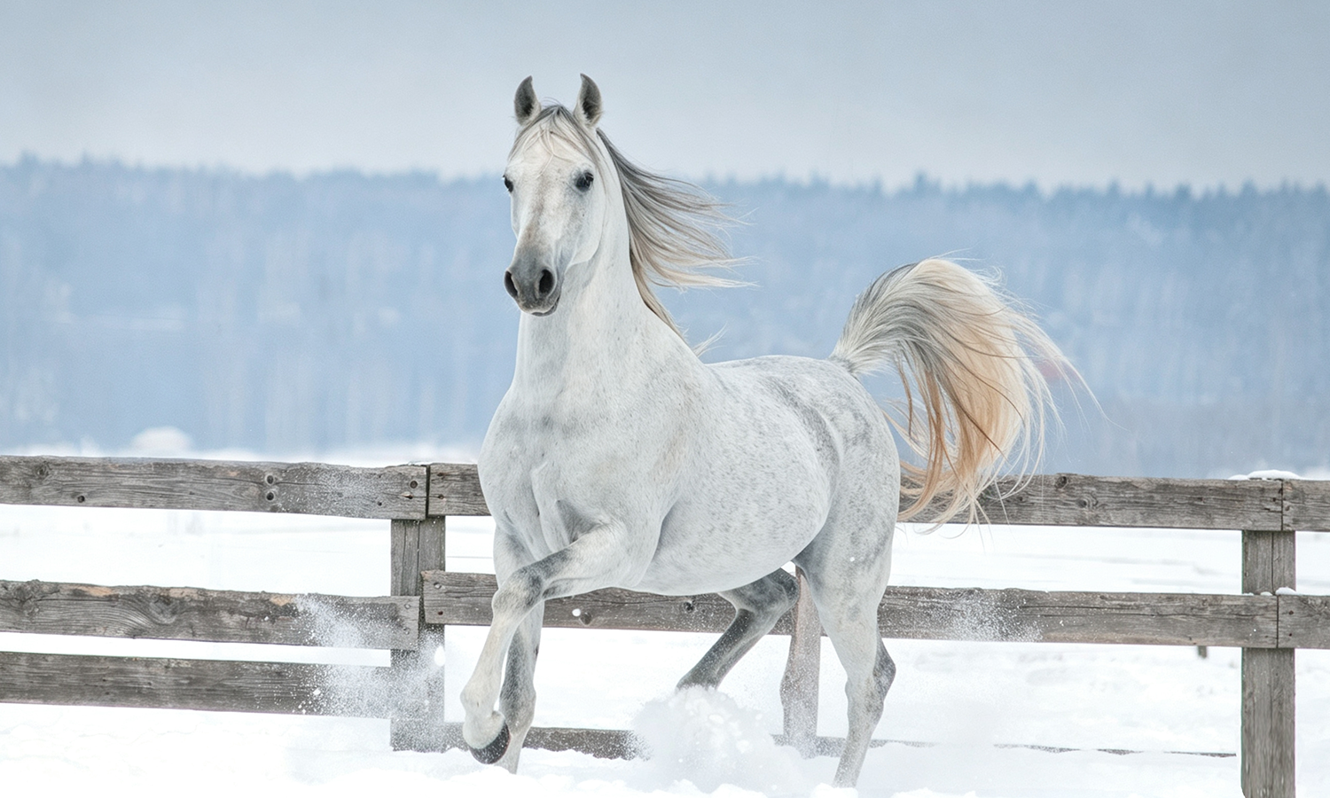 Cold Laser Therapy for Horses: How Photobiomodulation Supports Muscle Recovery and Joint Comfort in Performance Horses