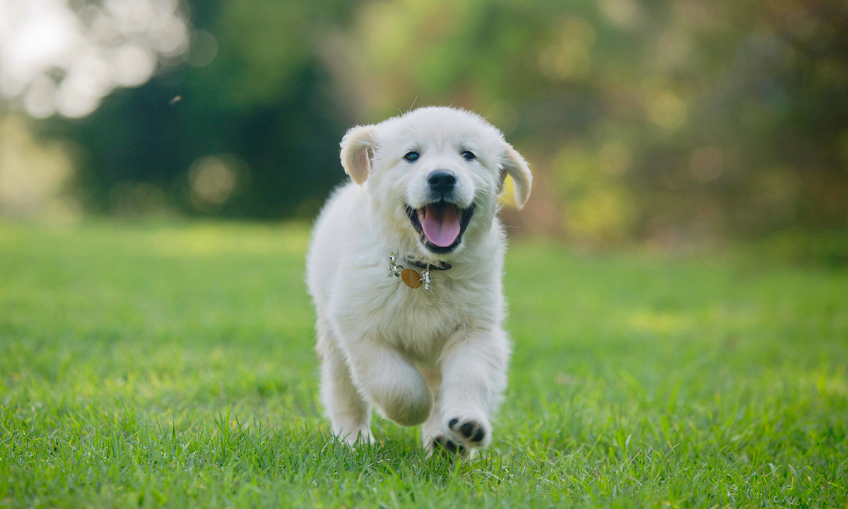 My Dog Is Limping: Could Cold Laser Therapy Help Support Leg Pain Relief and Recovery?
