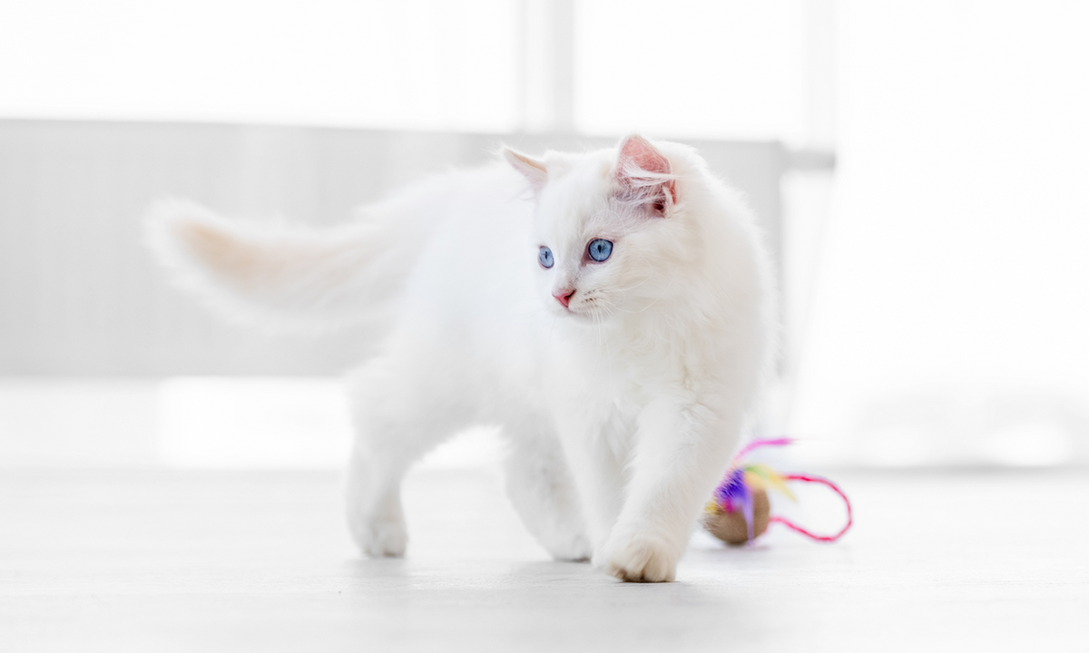 Cold Laser Therapy for Cats: A Gentle Approach to Supporting Arthritis, Injuries, and Recovery