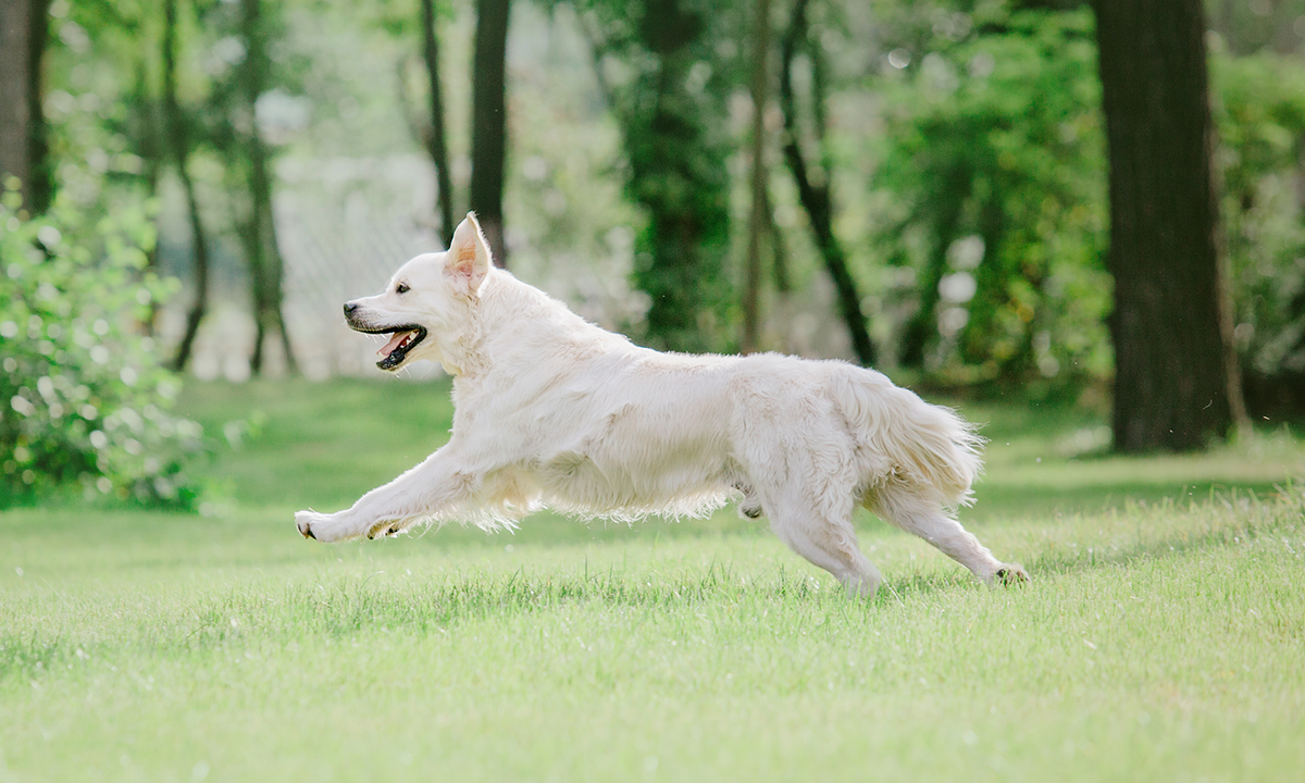 Cold Laser Therapy for Dogs With ACL Injuries: Supporting Mobility, Comfort, and Recovery Through Advanced Light Therapy