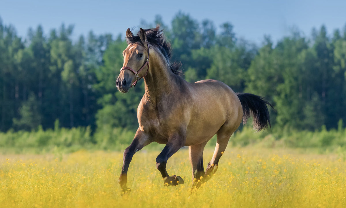 Cold Laser Therapy for Senior Horses: Helping Aging Horses Stay Comfortable and Active