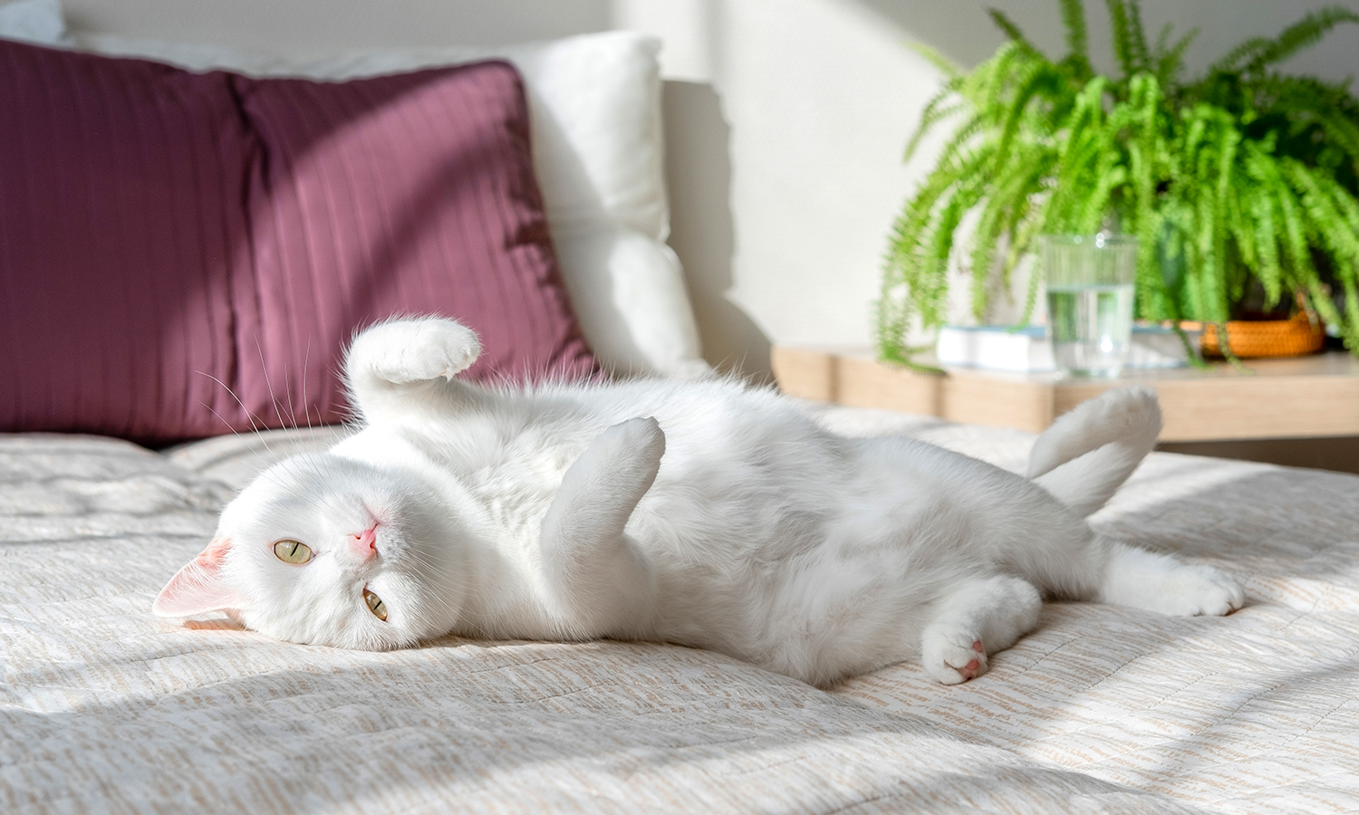 Helping Cats Bounce Back with the Power of Cold Laser