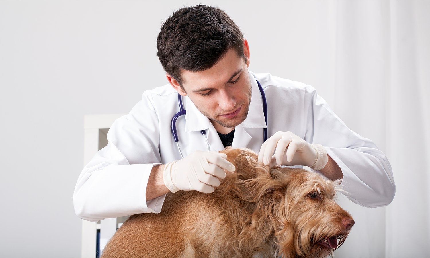 Can Cold Laser Therapy Help Dogs with Chronic Ear Infections?