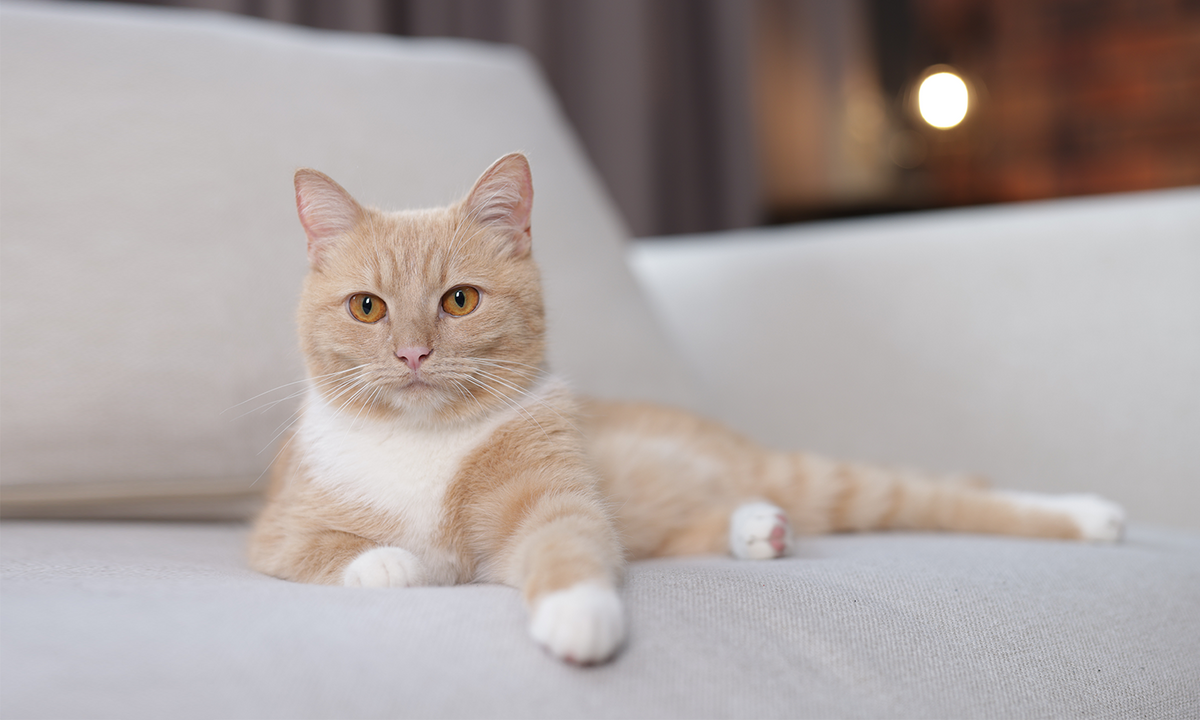 Cold Laser Therapy for Cat Bite Abscesses: Understanding Wound Care and Pain Relief