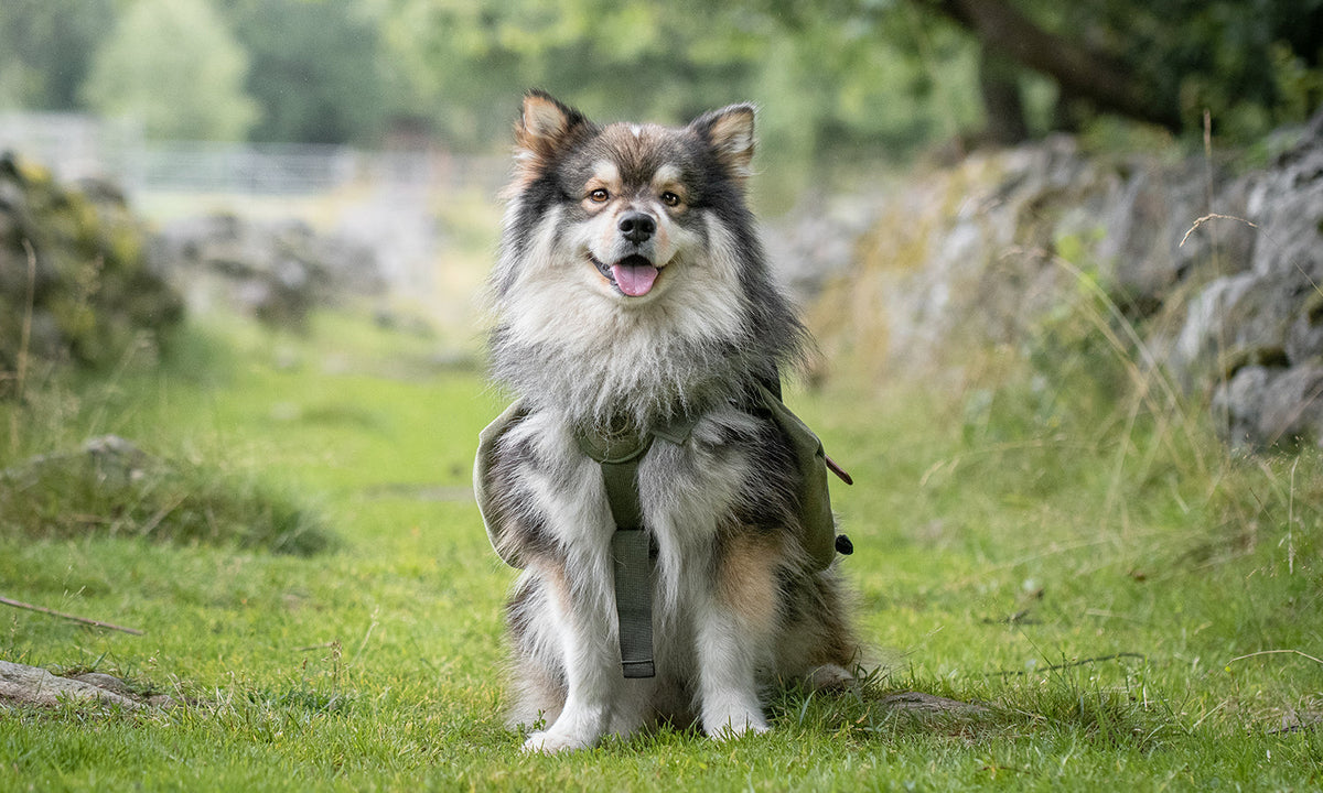 Cold Laser Therapy for IVDD Dogs: How Photobiomodulation Supports Spinal Health and Mobility